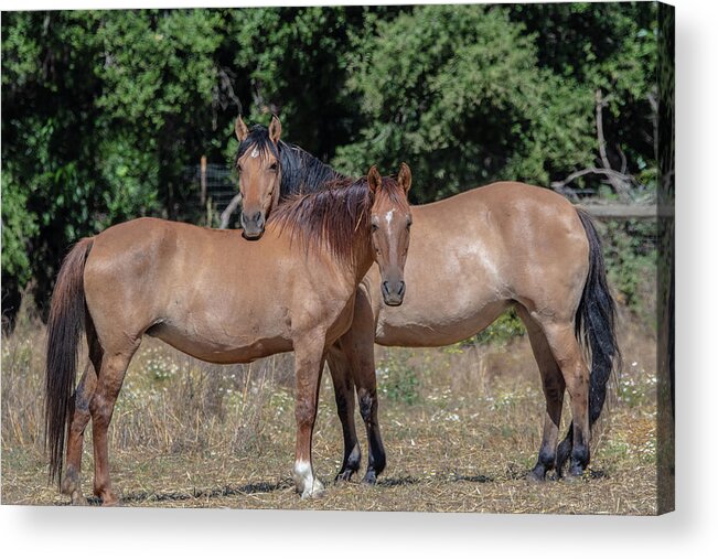 Horse Acrylic Print featuring the photograph Buds by Patricia Dennis