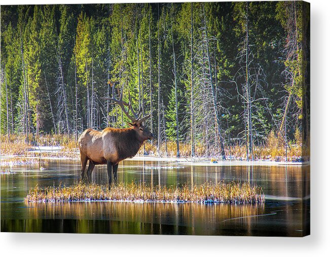 Elk Acrylic Print featuring the photograph Bull Elk in Autumn at Yellowstone National Park by Randall Nyhof