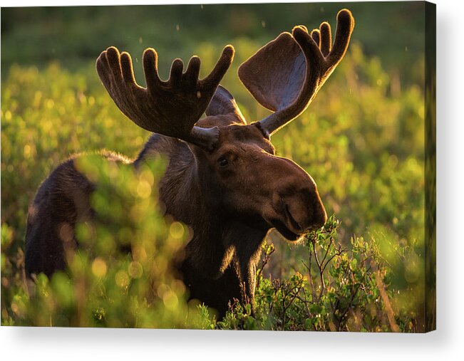 Moose Acrylic Print featuring the photograph Bull Moose Enjoys a Light Sunrise Rain by Gary Kochel