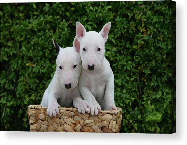 Animals Acrylic Print featuring the photograph Bull Terrier 16 by Bob Langrish