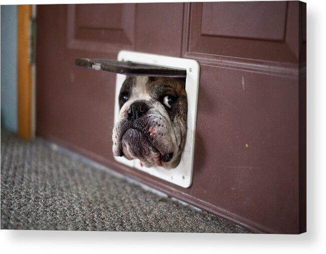 Pets Acrylic Print featuring the photograph Bulldog Trying To Get Through A Cat Door by Alaska Photography