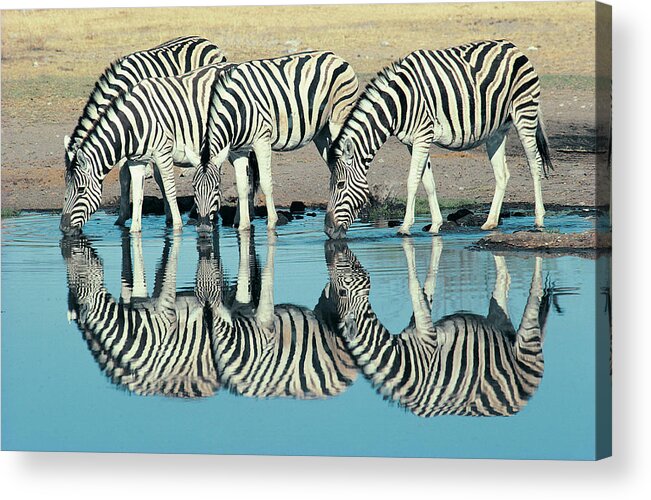 Plains Zebra Acrylic Print featuring the photograph Burchells Zebra Equus Burchelli by Digital Vision.