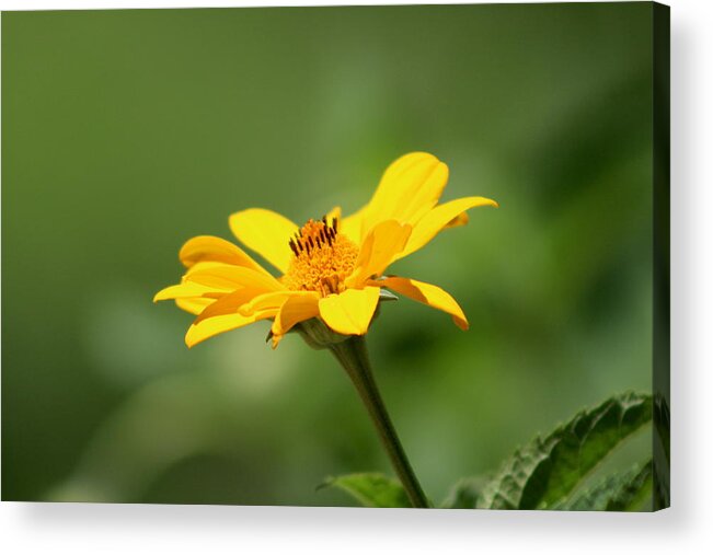 Sunflower Acrylic Print featuring the photograph Butter Yellow Wild Sunflower by Colleen Cornelius