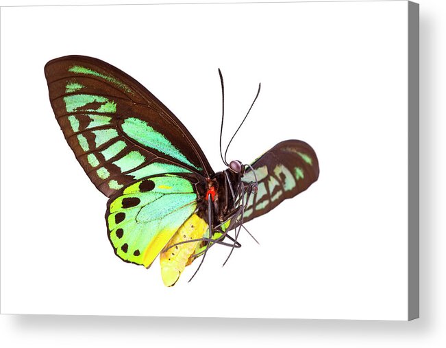 White Background Acrylic Print featuring the photograph Butterfly by Liliboas