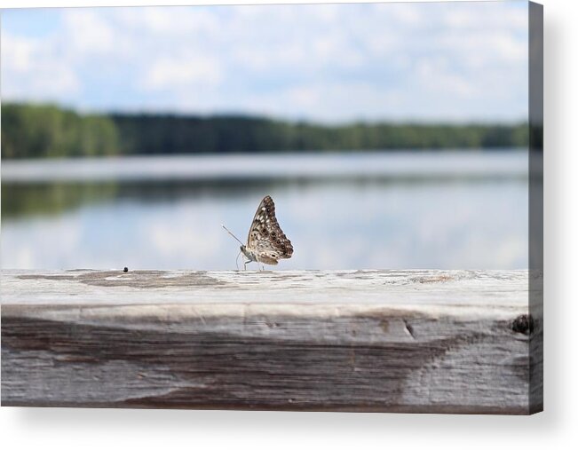 Outside Acrylic Print featuring the photograph Butterfly on Railing by Steven Gordon
