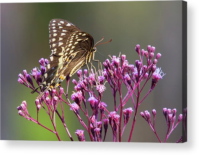 Butterfly Acrylic Print featuring the photograph Butterfly on Wild Flowers by Bob Decker