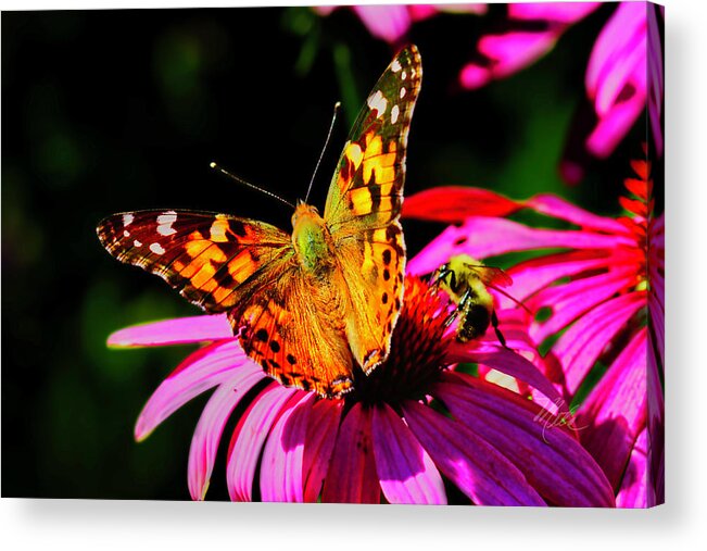 Macro Photography Acrylic Print featuring the photograph Butterfly Wings Open by Meta Gatschenberger