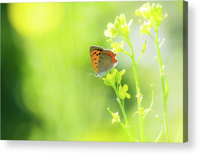 Insect Acrylic Print featuring the photograph Butterfly by Yuji Takahashi