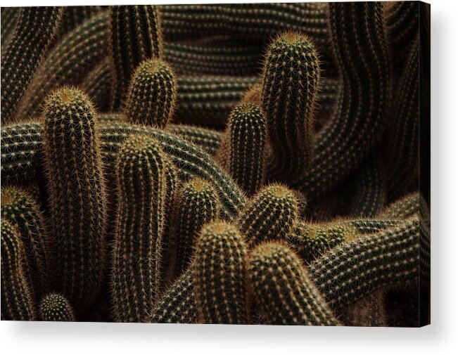 Outdoors Acrylic Print featuring the photograph Cactus by Bb33fr