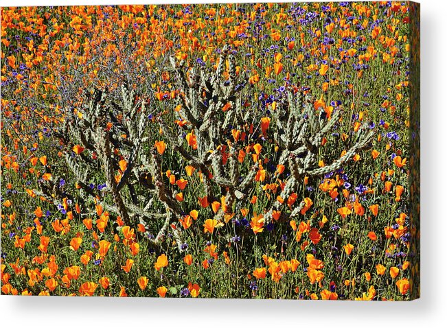 Poppies Acrylic Print featuring the photograph Cactus Poppies and Bluebells by Glenn McCarthy Art and Photography
