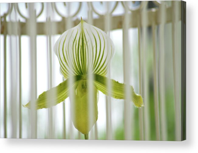 Flower Acrylic Print featuring the photograph Caged Beauty by Lisa Burbach