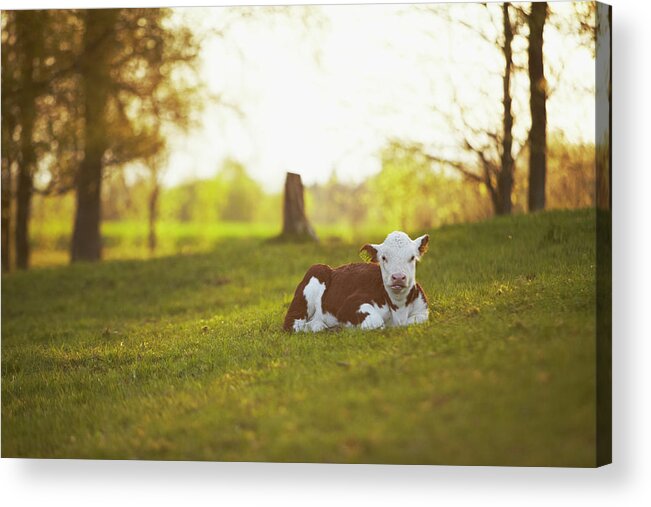 Grass Acrylic Print featuring the photograph Calf In Rural Landscape by Photo By Patric Ivan