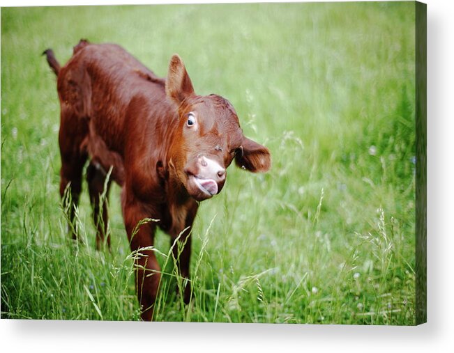 Grass Acrylic Print featuring the photograph Calf by Jimss