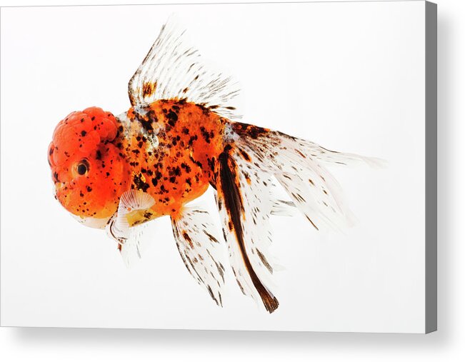 Pets Acrylic Print featuring the photograph Calico Lionhead Goldfish by Martin Harvey
