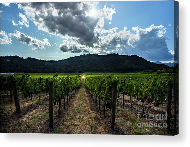 California Acrylic Print featuring the photograph California Vineyard by Diane Diederich