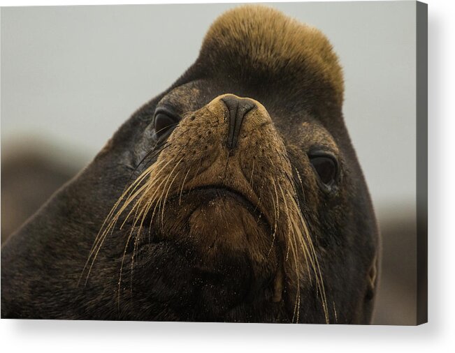 Sea Lion Acrylic Print featuring the photograph Californian Sea lion by Michelle Pennell