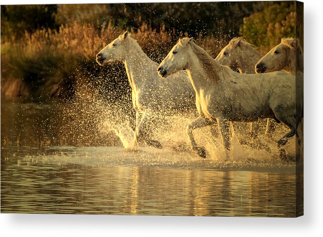 Camargue Acrylic Print featuring the photograph Camargue Horses by Isabelle Dupont