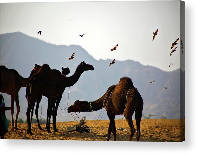 Working Animal Acrylic Print featuring the photograph Camels On Thar Desert by Hema Narayanan