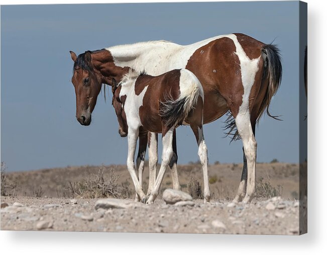 Stallion Acrylic Print featuring the photograph Camouflaged Foal. by Paul Martin