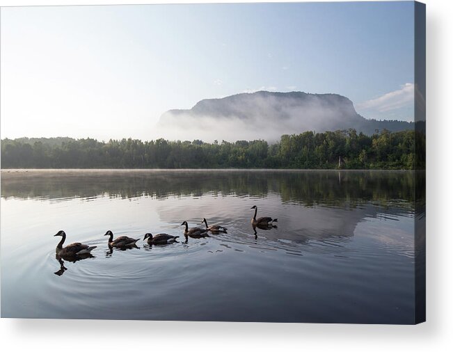 Canada Acrylic Print featuring the photograph Canada Geese on Kam River by Jakub Sisak