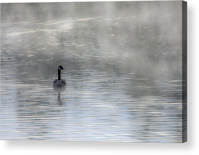 Canada Goose Acrylic Print featuring the photograph Canada Goose in the Mist 9954-010519-1 by Tam Ryan