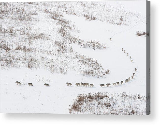 Animal Acrylic Print featuring the photograph Canadian Timber Wolf / Northwestern Wolf Pack Moving by Chadden Hunter / Naturepl.com
