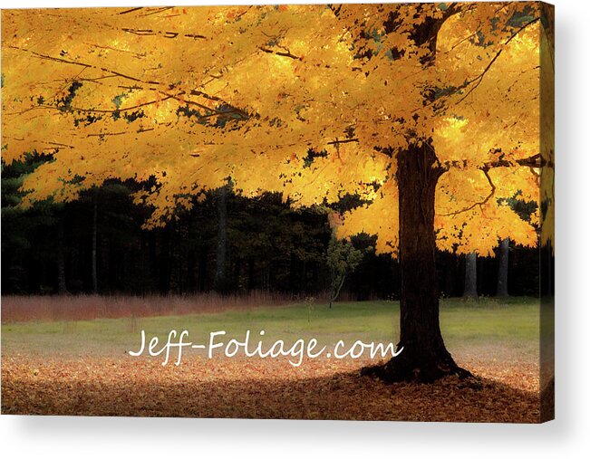 Autumn Fall Colors Acrylic Print featuring the photograph Canopy of Gold fall Colors by Jeff Folger