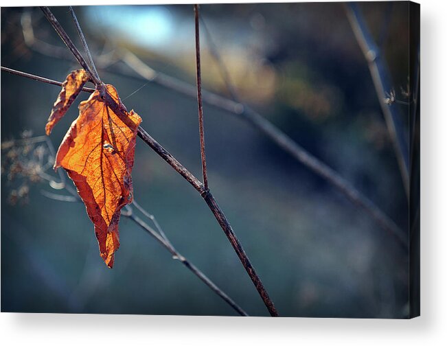Light Acrylic Print featuring the photograph Captured in Light by Michelle Wermuth