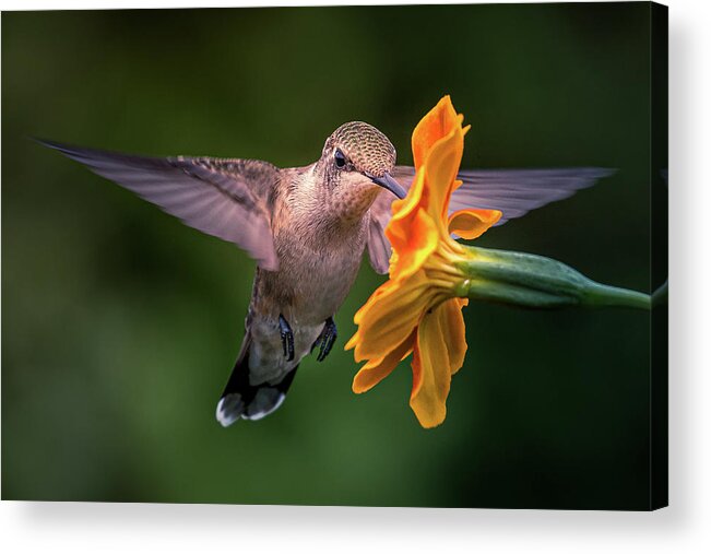 Hummingbird Acrylic Print featuring the photograph Capturing the Moment by Allin Sorenson