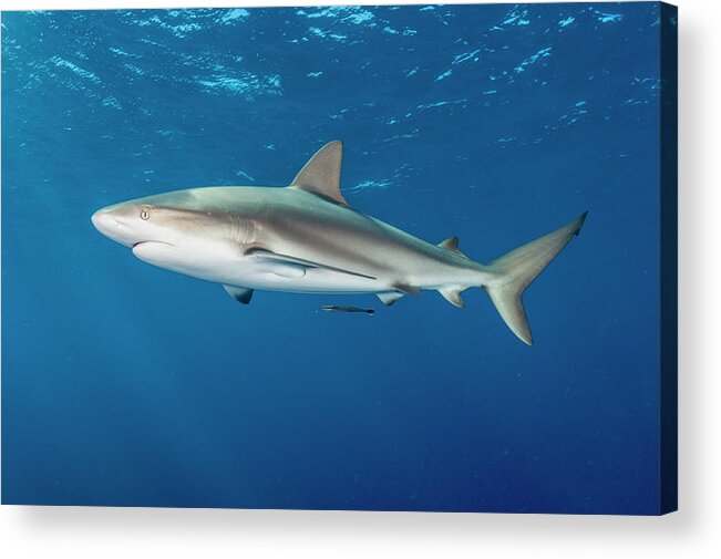 Animal Acrylic Print featuring the photograph Caribbean Reef Shark In Caribbean Sea Off Gardens Of The by Shane Gross / Naturepl.com