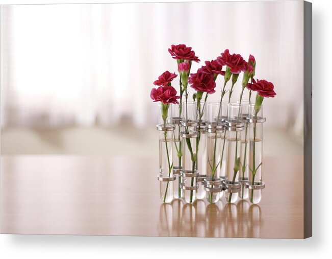 Petal Acrylic Print featuring the photograph Carnations Flowers by Fumie Kobayashi
