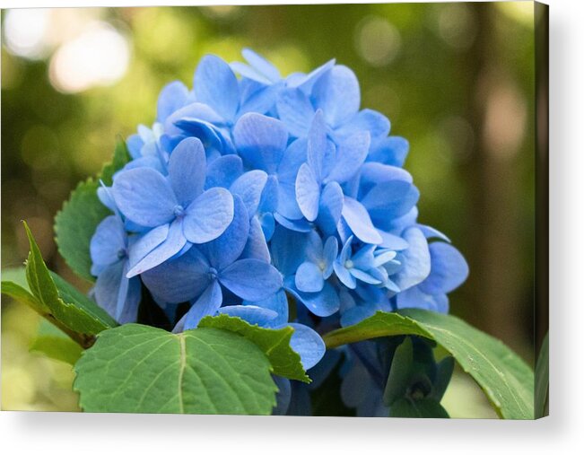 Blue Hydrangea Acrylic Print featuring the photograph Carolina Blue Perfection by Mary Ann Artz