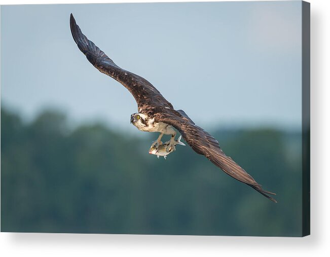 Osprey Acrylic Print featuring the photograph Carry Out by Nick Kalathas