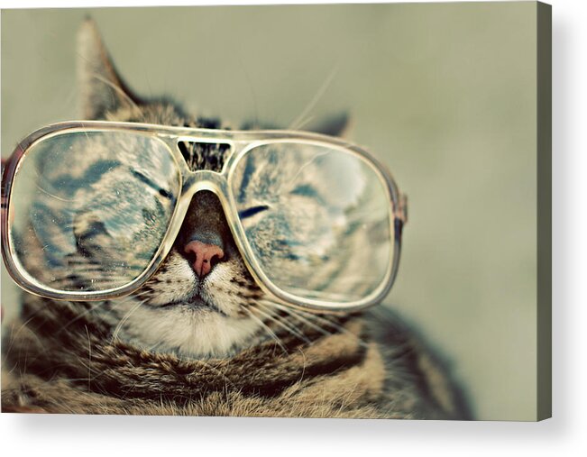 Pets Acrylic Print featuring the photograph Cat With Glasses by Sara Miedema