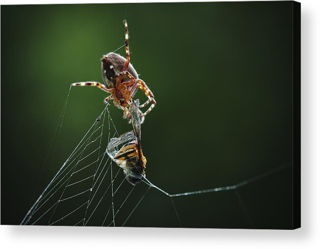 Macro Acrylic Print featuring the photograph Catch Of The Day by Niels Christian Wulff