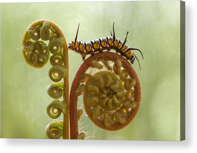 #animal Acrylic Print featuring the photograph Caterpillar And Ferns by Abdul Gapur Dayak