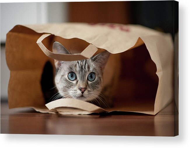 Hiding Acrylic Print featuring the photograph Cats And Bags by Bobiko