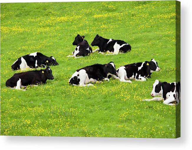 Animal Themes Acrylic Print featuring the photograph Cattle In Buttercup Meadow In The by Tim Graham