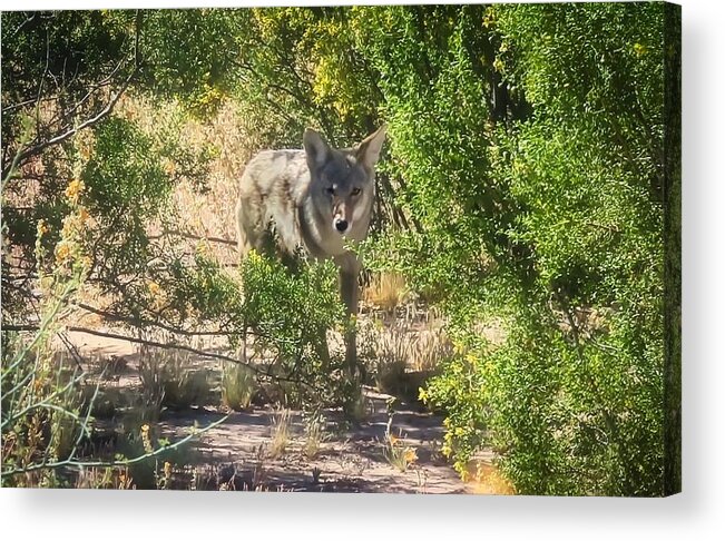 Animals Acrylic Print featuring the photograph Cautious Coyote by Judy Kennedy