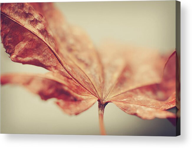 Rust Colored Acrylic Print featuring the photograph Central Focus by Michelle Wermuth