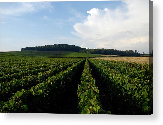 In A Row Acrylic Print featuring the photograph Champagne Vineyards by Matthieu Boichard