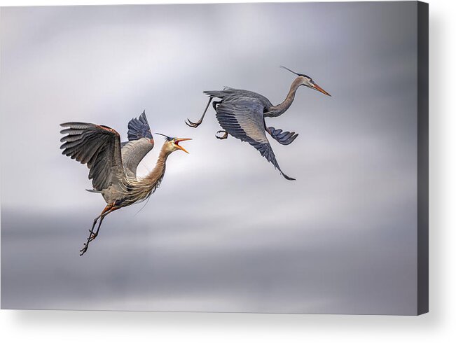 Flying Acrylic Print featuring the photograph Chase by Mei Hu