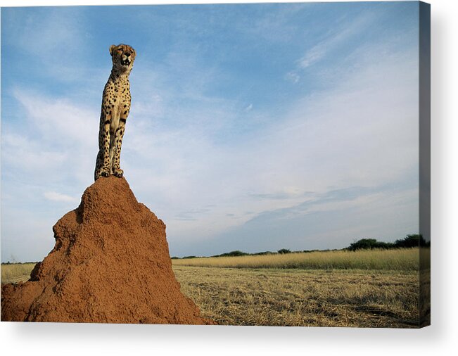 Part Of A Series Acrylic Print featuring the photograph Cheetah Acinonyx Jubatus On Ant Hill by Gallo Images-dave Hamman