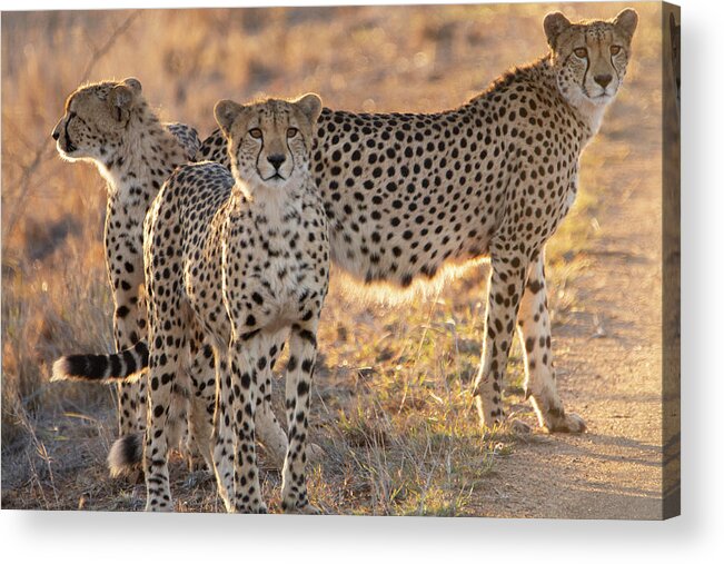 Cheetah Acrylic Print featuring the photograph Cheetah family by Patrick Nowotny