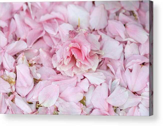 Cherry Acrylic Print featuring the photograph Cherry Blossom Prunus Sp. Flower And by Georgette Douwma