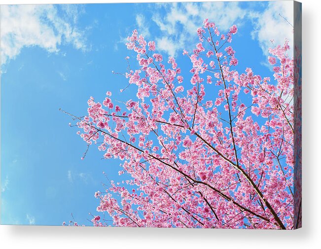 Scenics Acrylic Print featuring the photograph Cherry Blossoms by Clover No.7 Photography