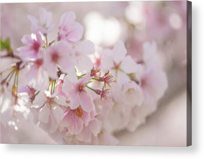 Cherry Blossom Acrylic Print featuring the photograph Cherry Blossoms by Lori Rowland