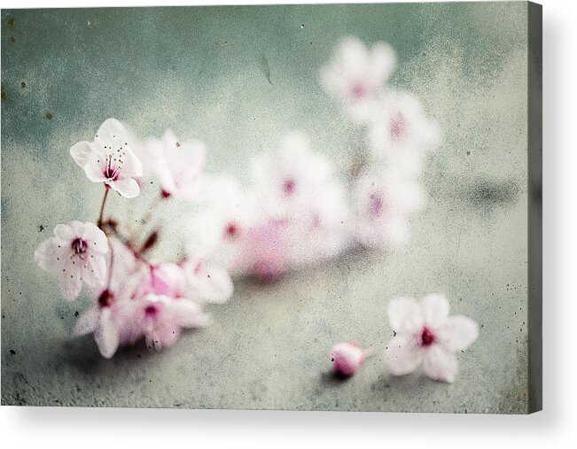 Cherry Blossom Acrylic Print featuring the photograph Cherry Blossoms by Nicole Young