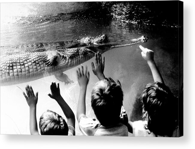 1980-1989 Acrylic Print featuring the photograph Children Reach Towards The Gharial by New York Daily News Archive