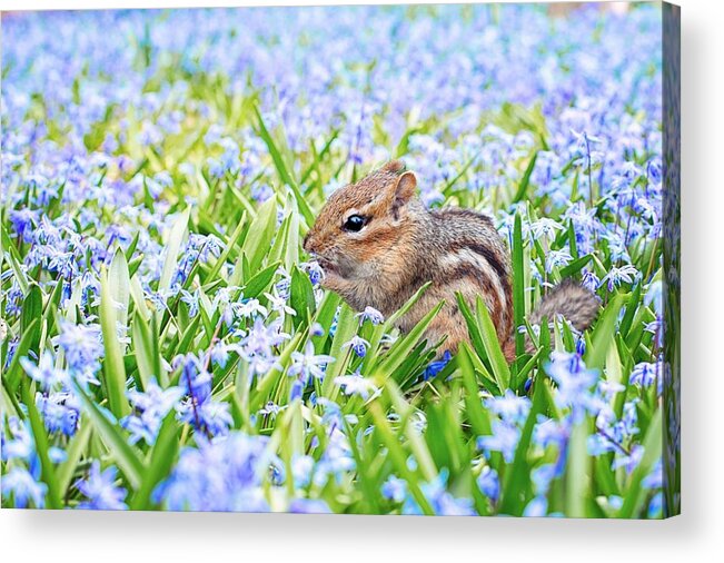Chipmunk Acrylic Print featuring the photograph Chipmunk on flowers by Top Wallpapers